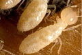 Anti-Termite Treatments