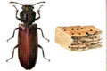 Anti Wood-Borer Treatment