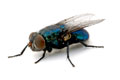 Flies Control