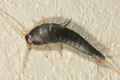 Silverfish Control