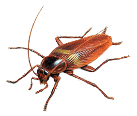 Cockroach Control Gurgaon